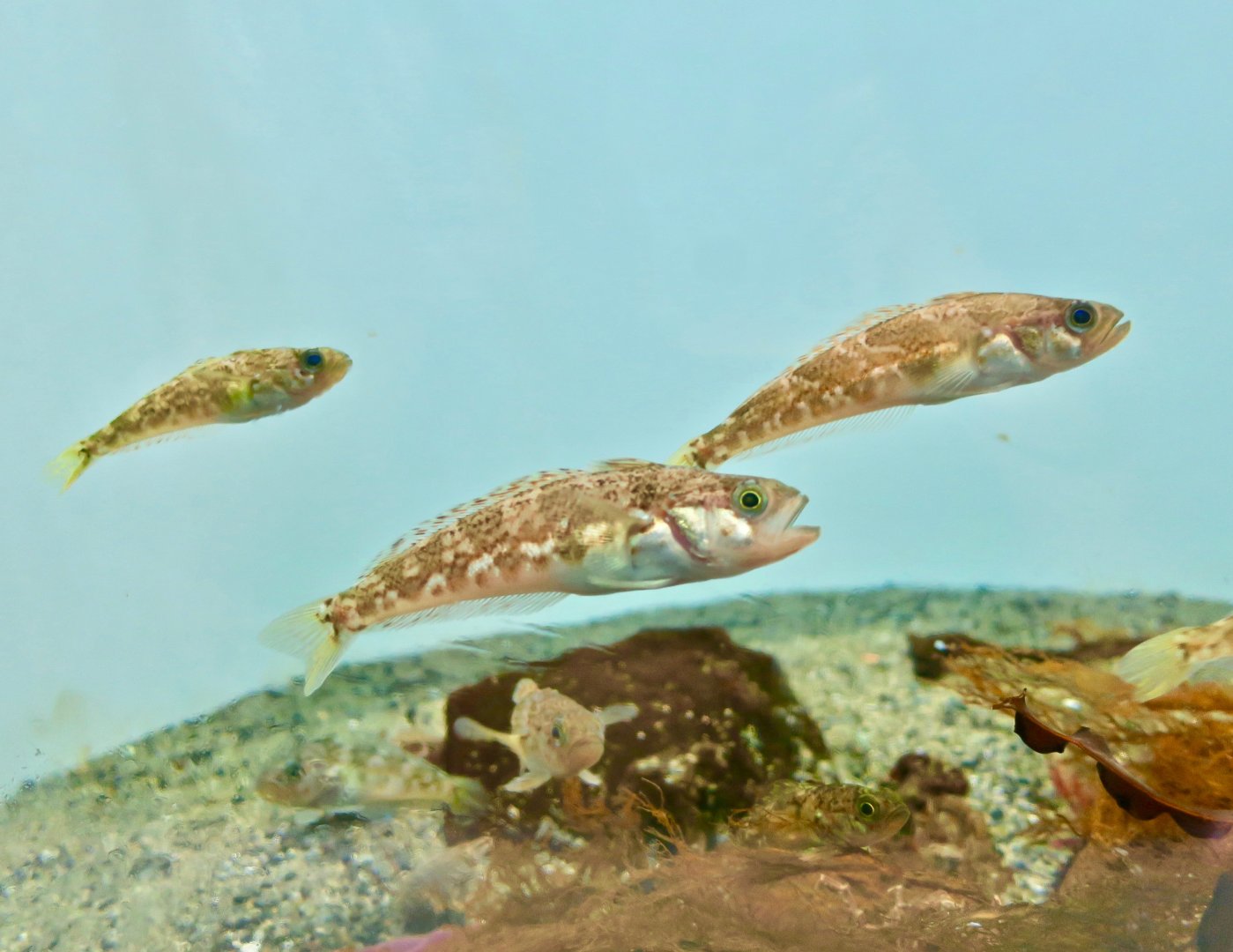 Marbled Rockcod (Notothenia rossi) - Antarctic