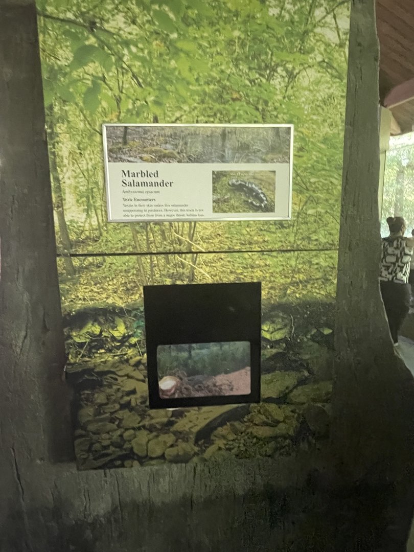 Marbled Salamander Terrarium