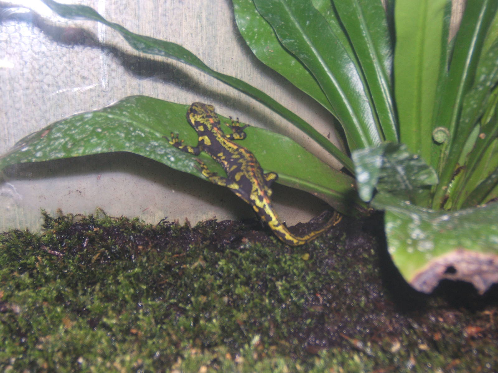 Marbled Salamander