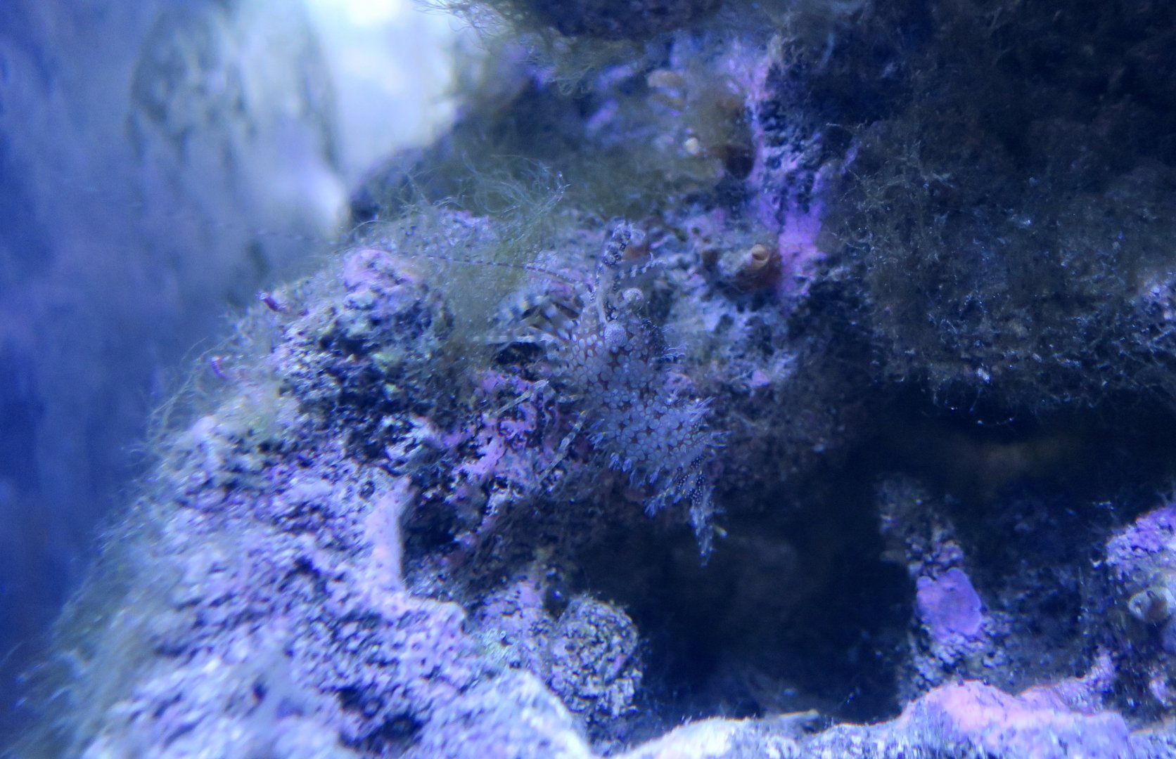 Marbled Shrimp (Saron marmoratus)