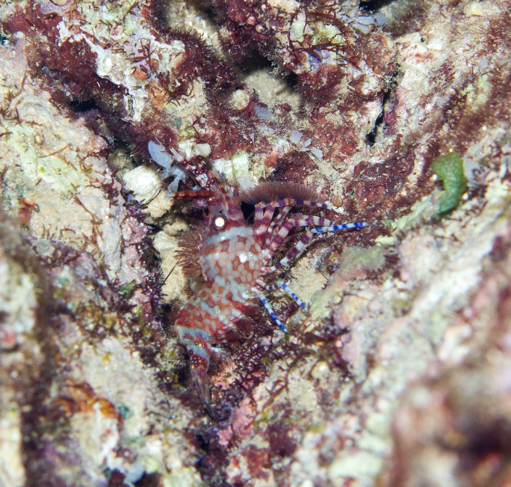 Marbled Shrimp