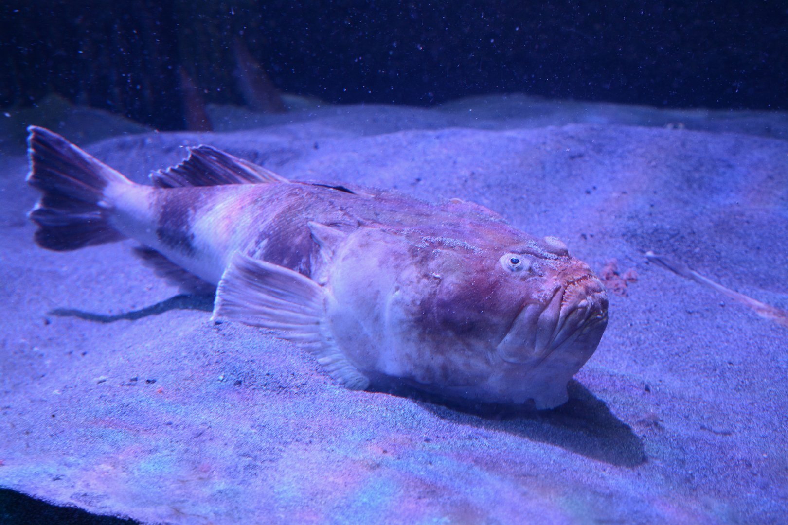 Marbled stargazer (Uranoscopus bicinctus)