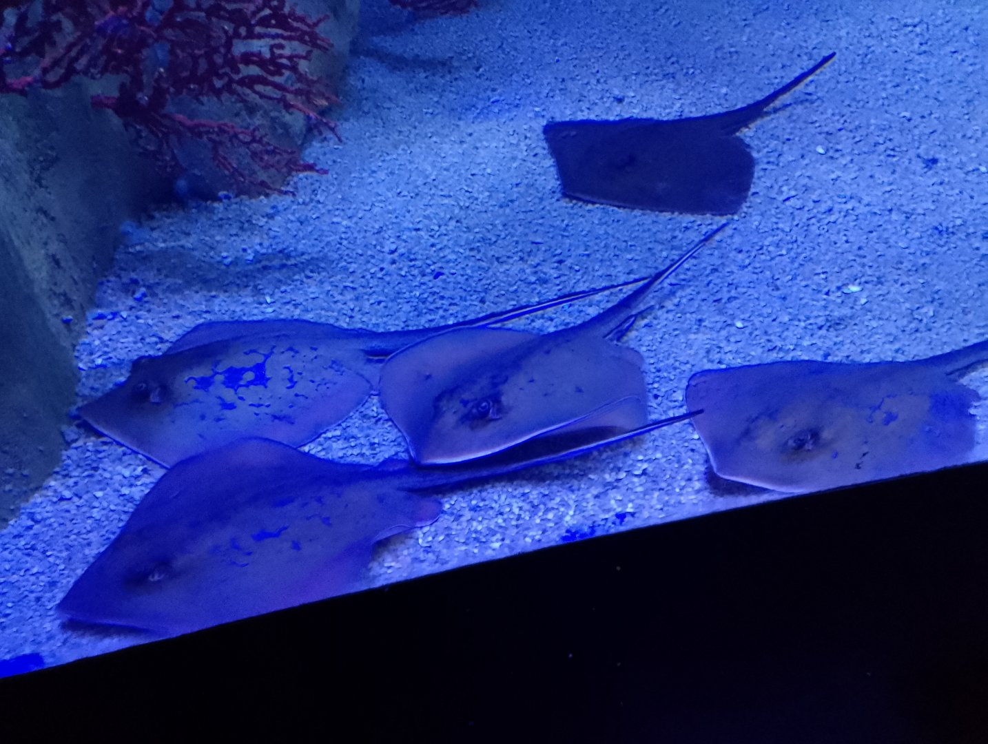 Marbled stingrays