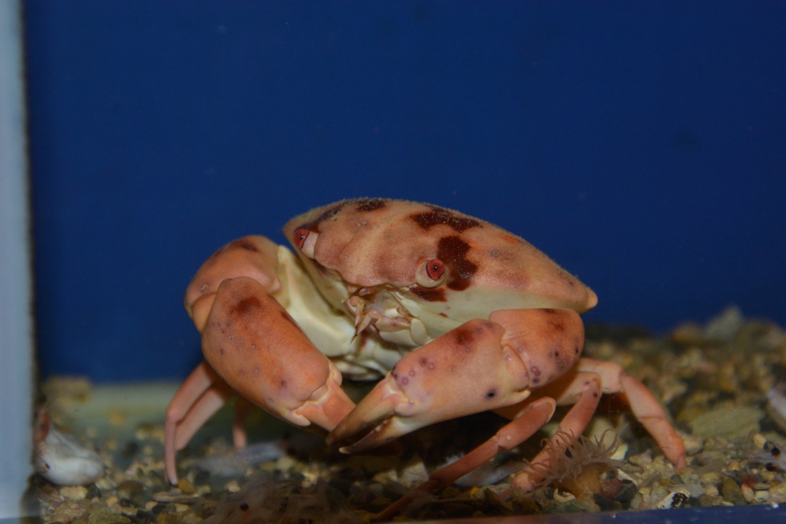Marbled stone crab (Carpilius convexus)