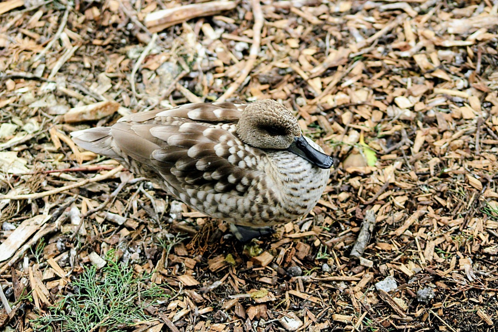 Marbled Teal (05/25/2022)