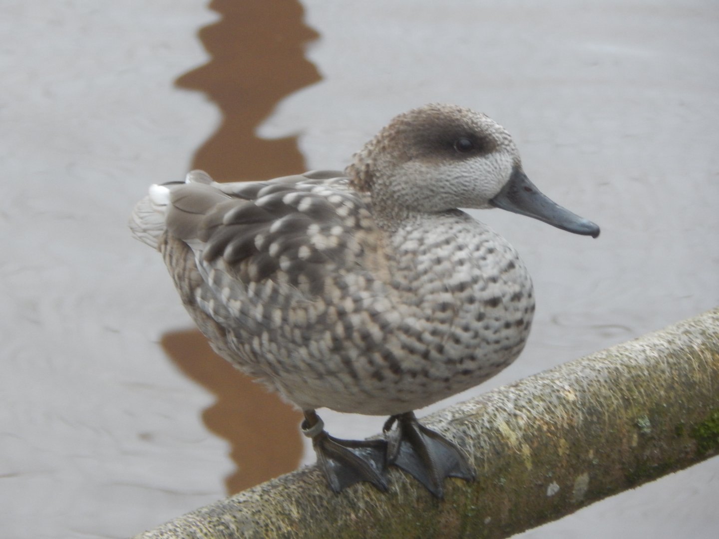 Marbled teal 050224