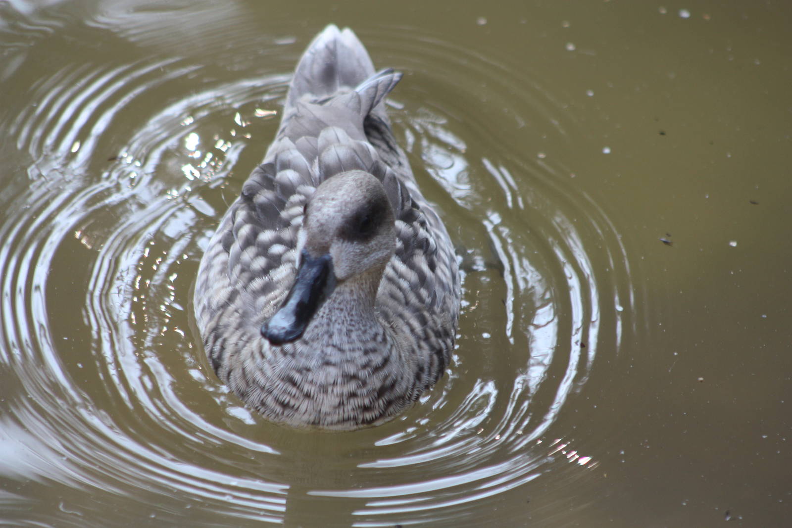 Marbled Teal, 18th May 2014