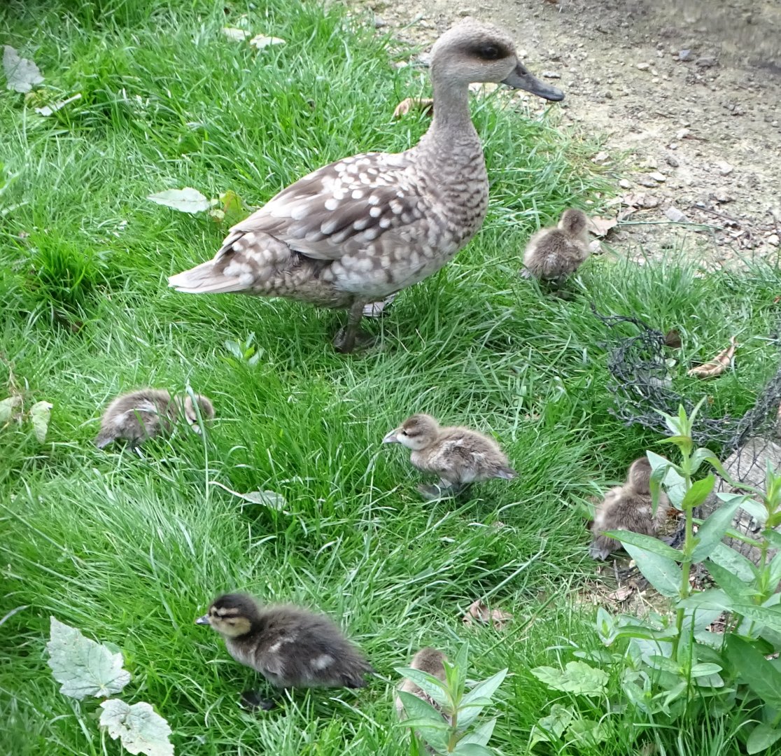 Marbled Teal and ducklings, 16th June 2025