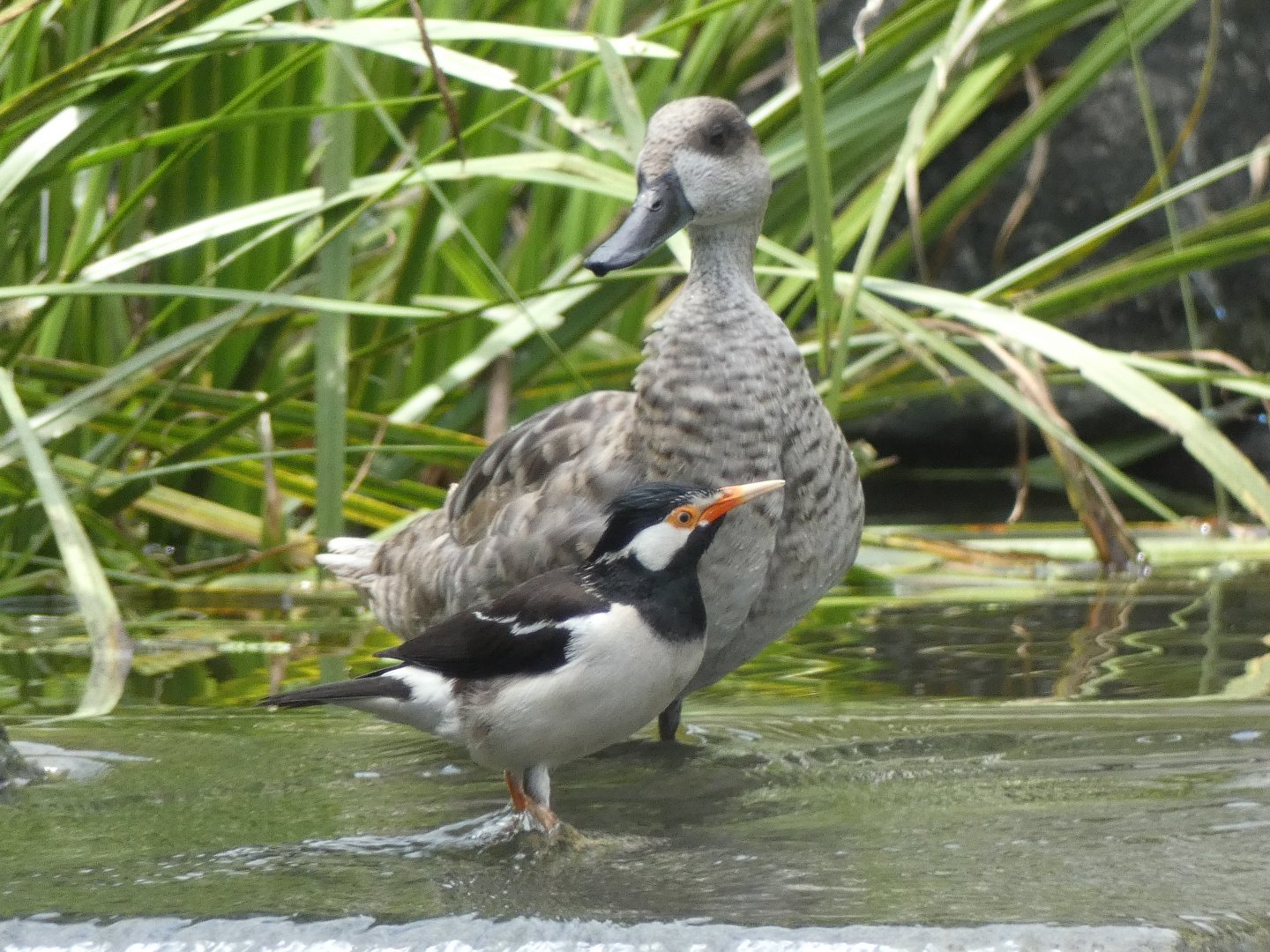 Marbled teal and Indian pied starling