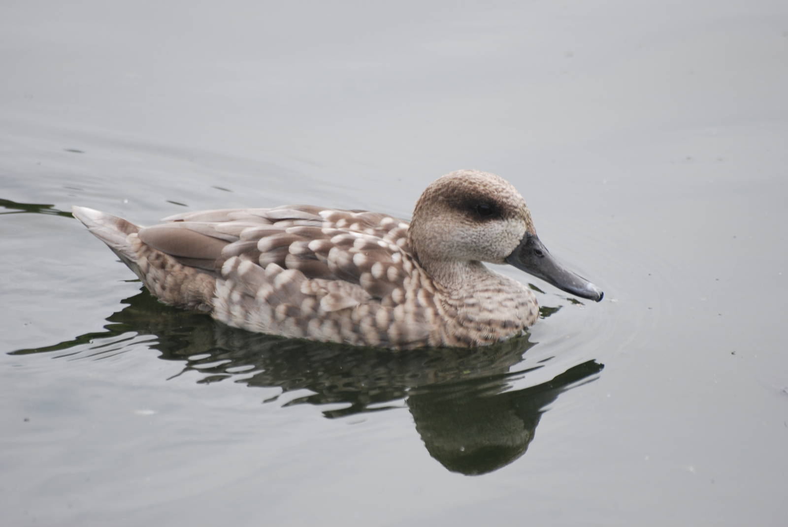 Marbled Teal at Llanelli WWT, 31/07/11