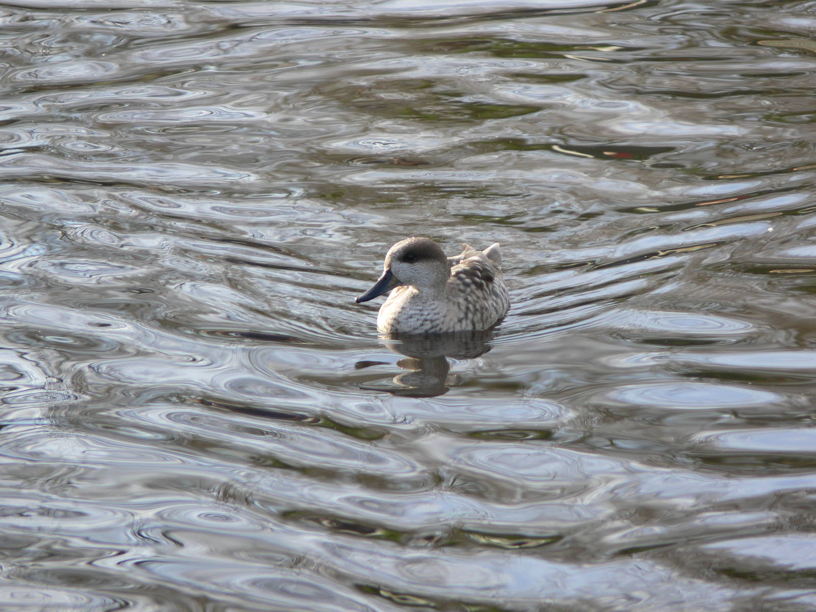 Marbled Teal at Martin Mere WWT 08/12/12