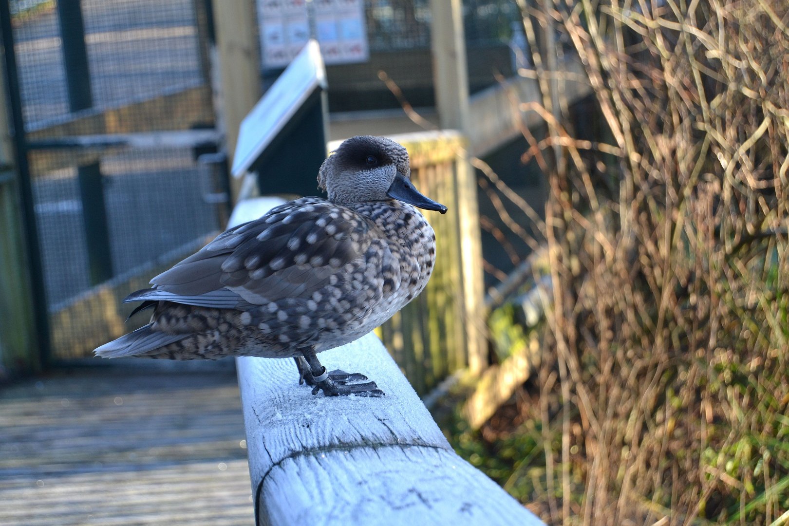 Marbled Teal - December 2014