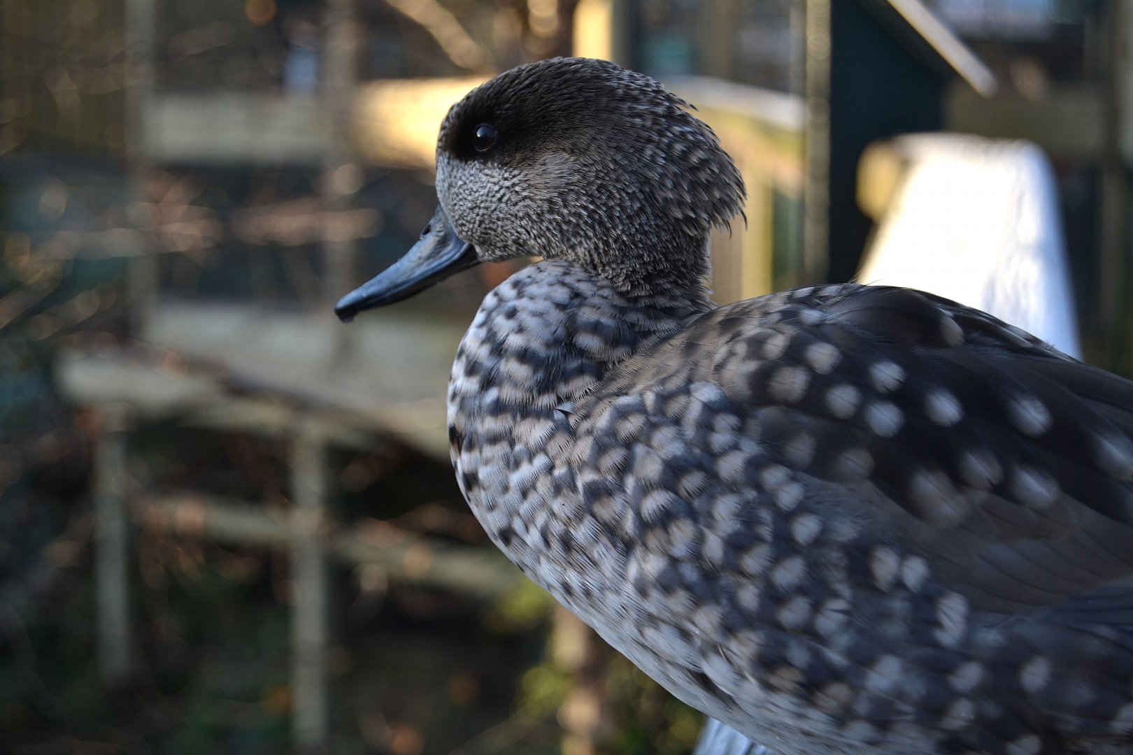 Marbled Teal - December 2014