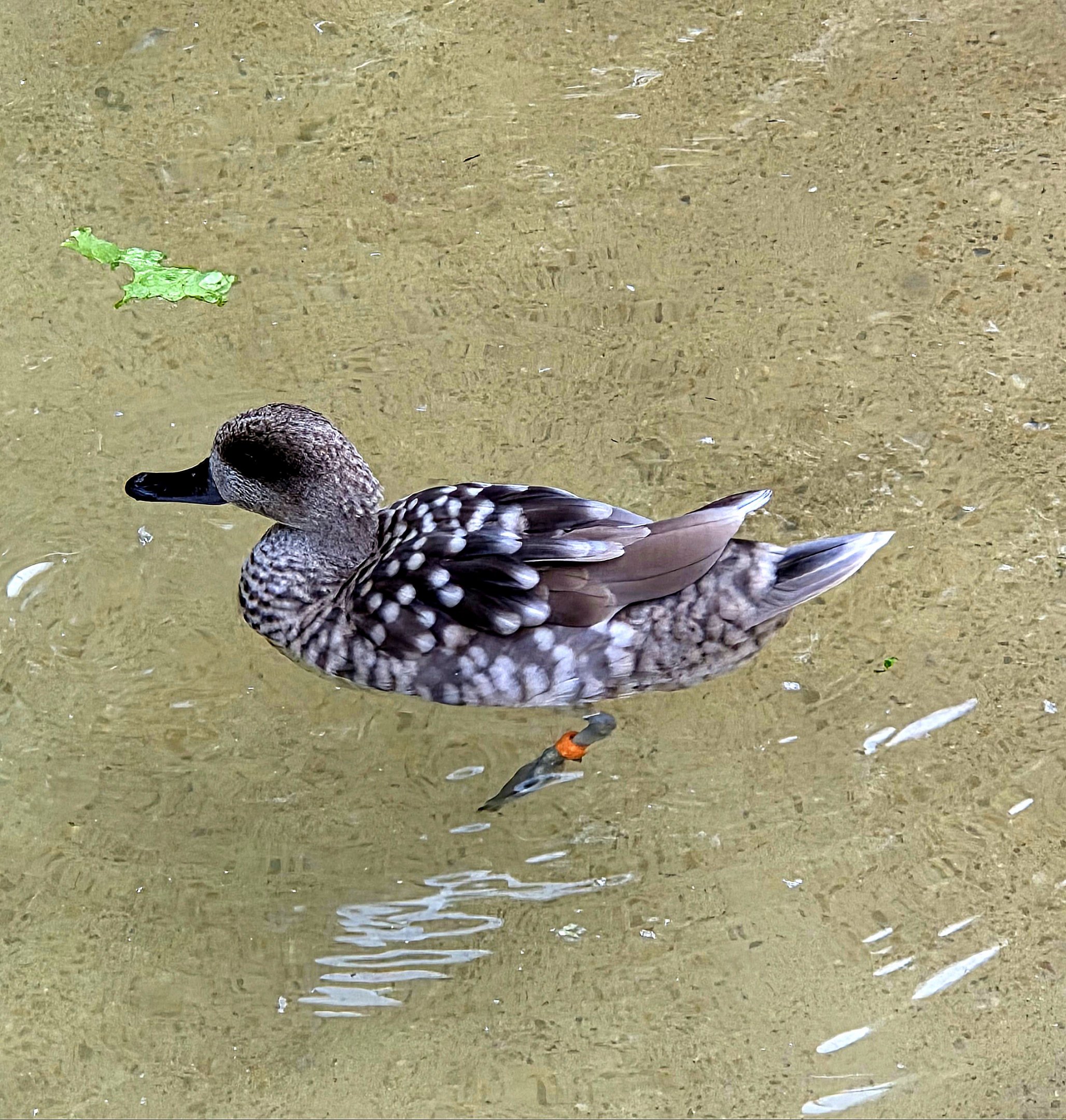 Marbled Teal - Fort Worth Zoo