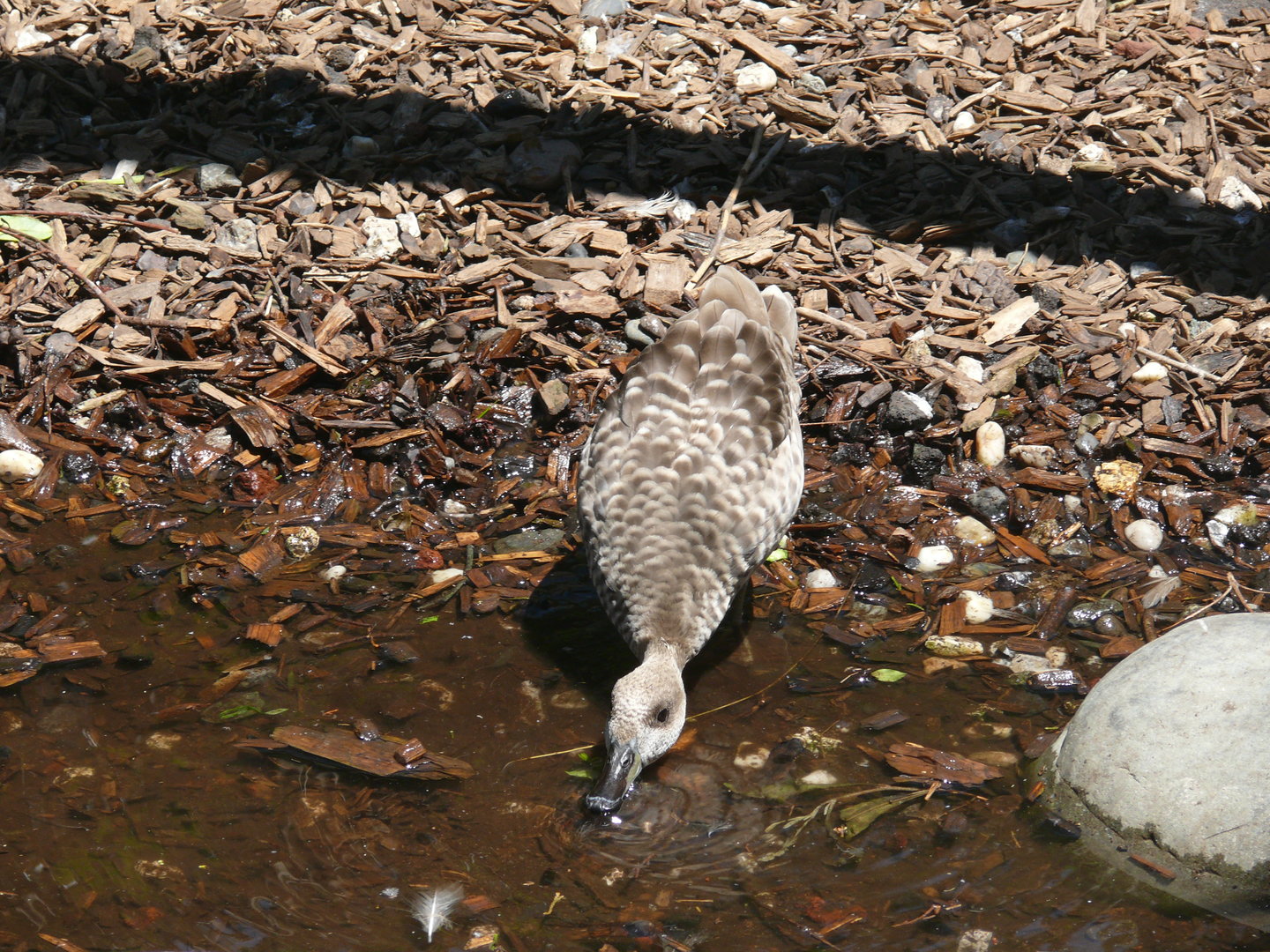 Marbled Teal - July 8th 2023