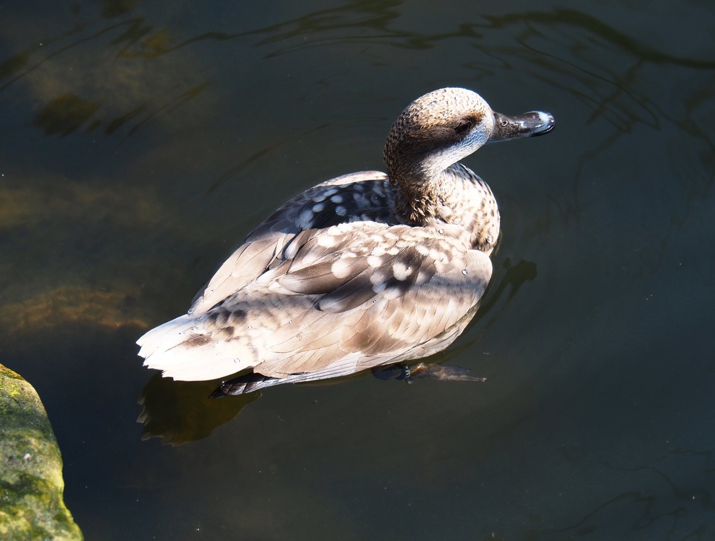 Marbled teal (Marmaronetta angustirostris), 2019-03-30