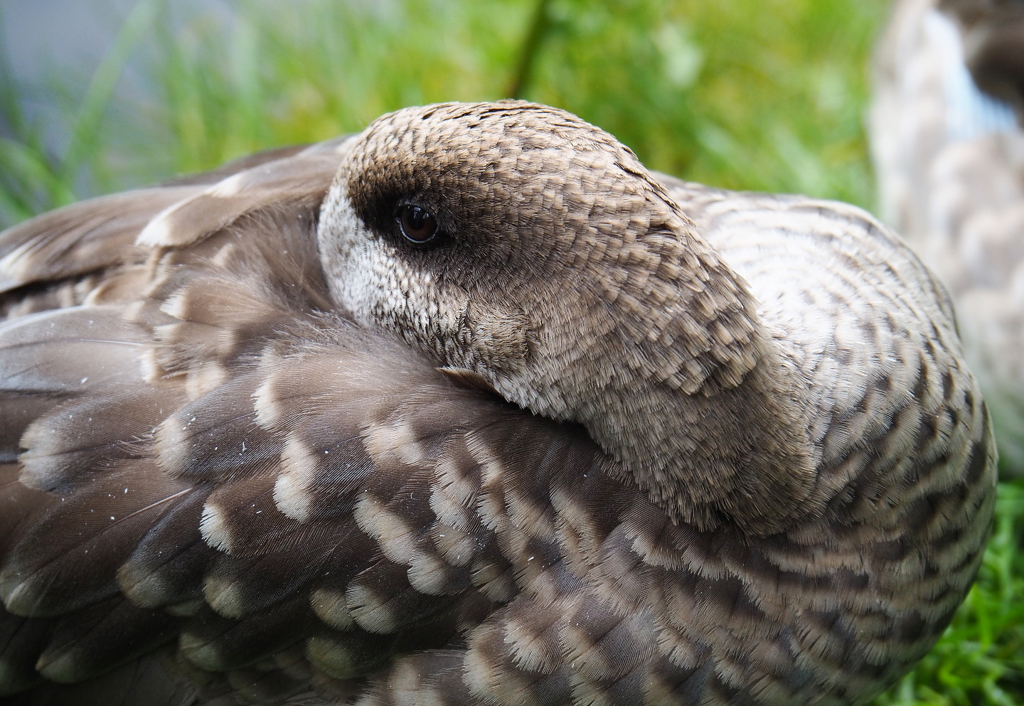 Marbled teal (Marmaronetta angustirostris), 2019-07-21