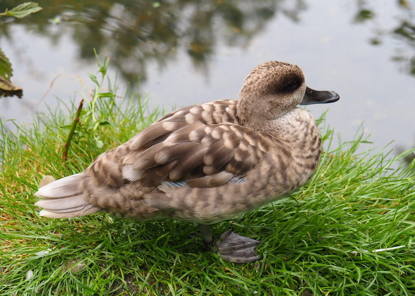 Marbled teal (Marmaronetta angustirostris), 2019-07-21