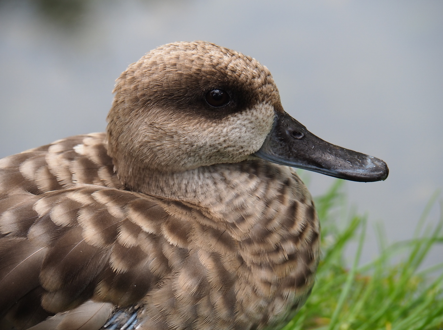 Marbled teal (Marmaronetta angustirostris), 2019-07-21