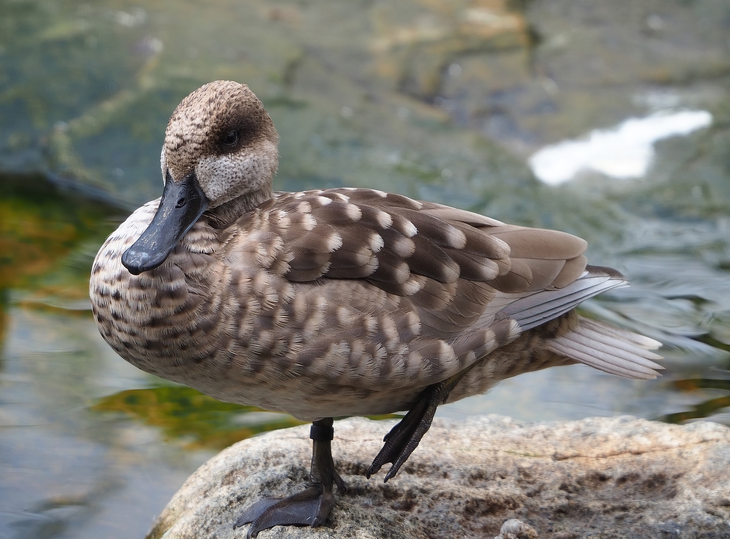 Marbled teal (Marmaronetta angustirostris), 2022-08-20