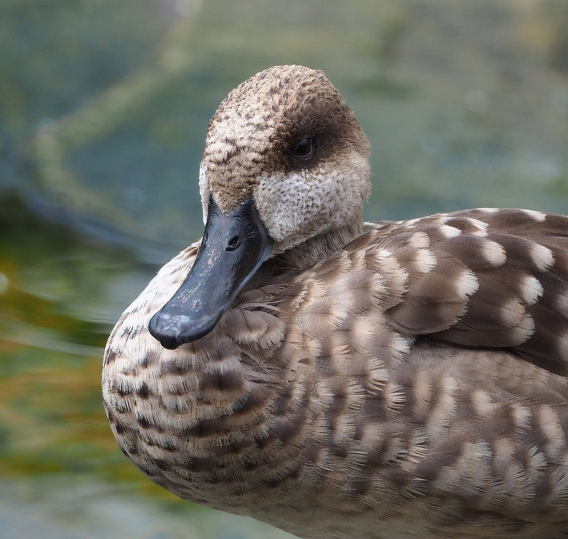 Marbled teal (Marmaronetta angustirostris), 2022-08-20