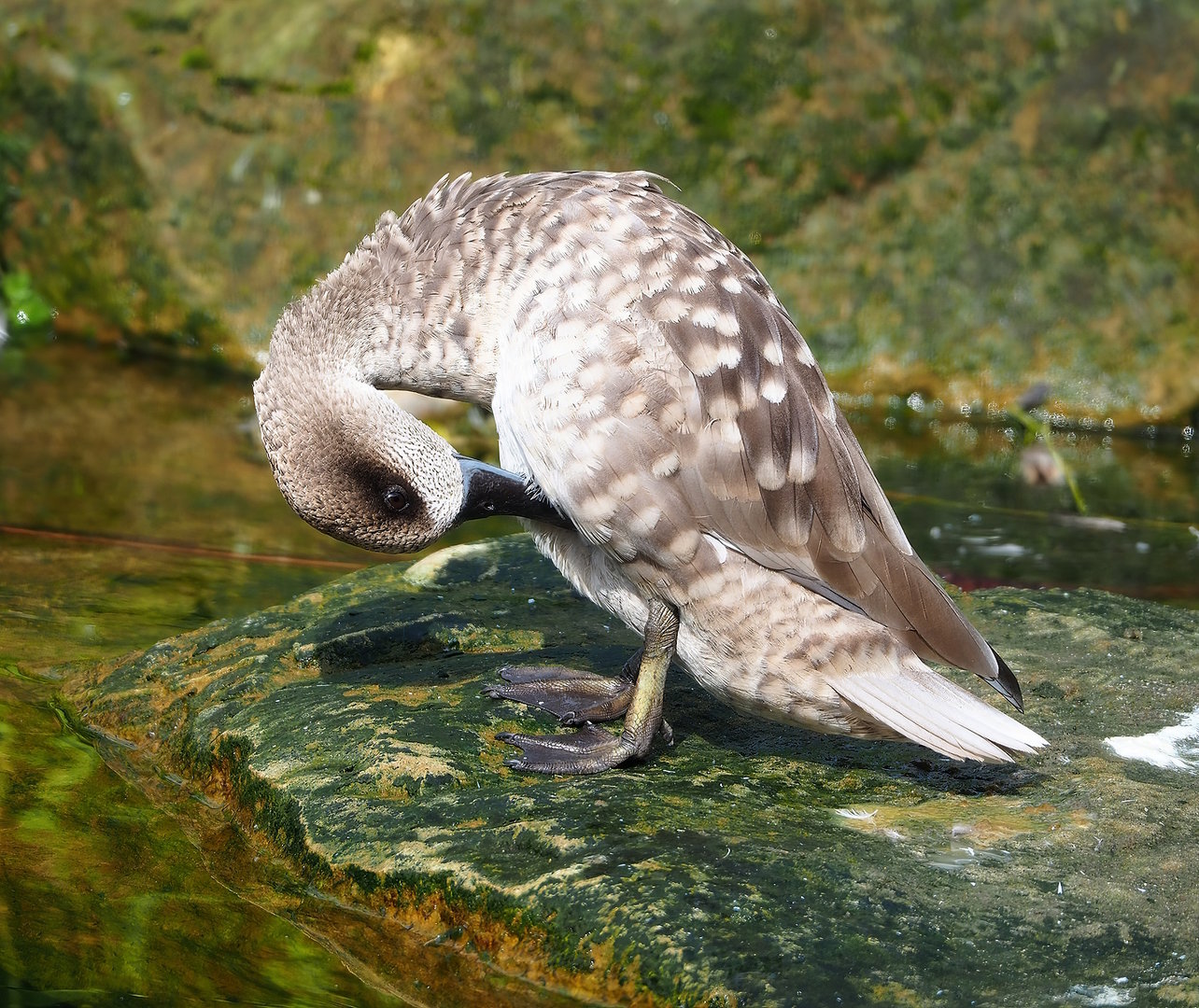 Marbled teal (Marmaronetta angustirostris), 2022-08-20