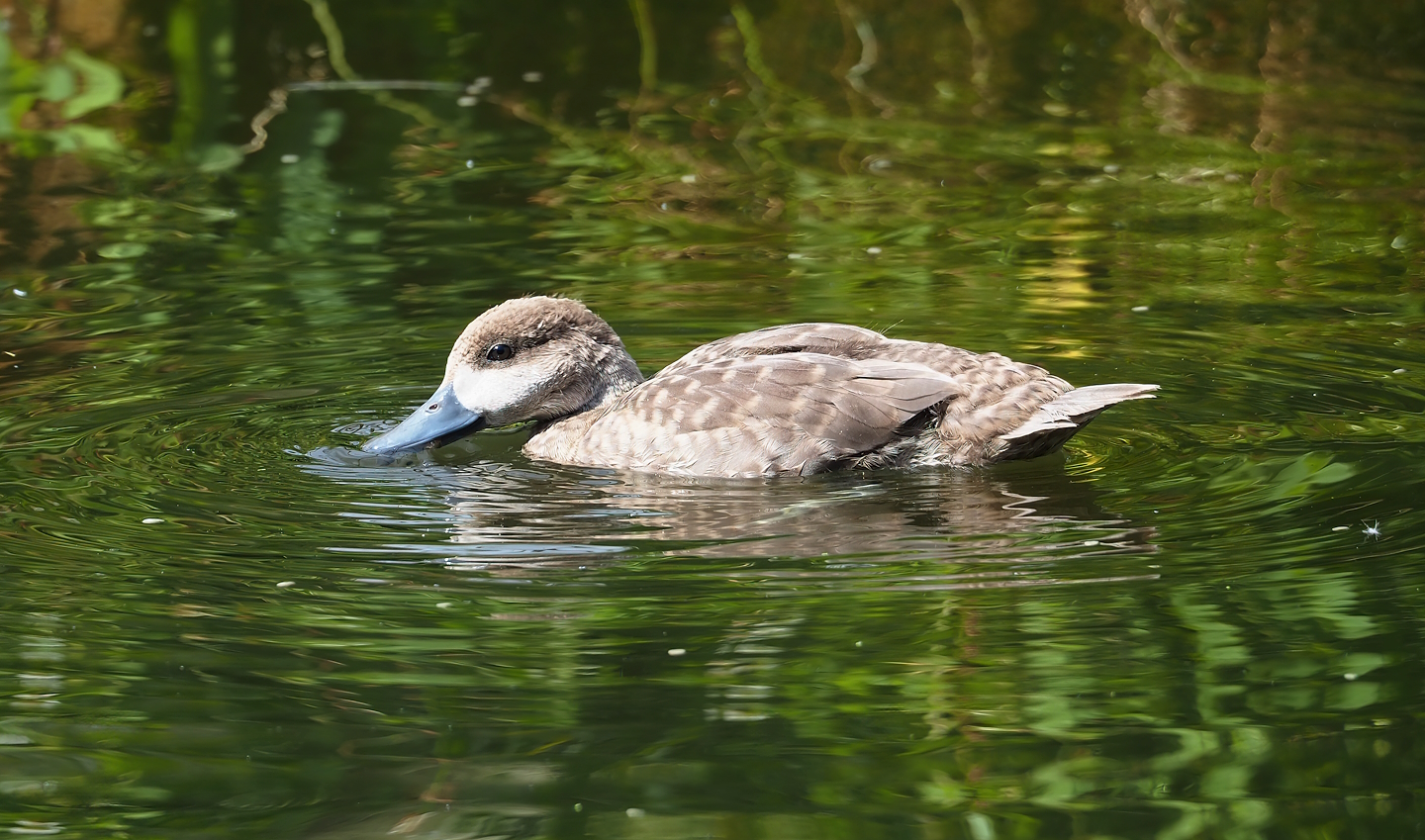 Marbled teal (Marmaronetta angustirostris), 2023-07-18