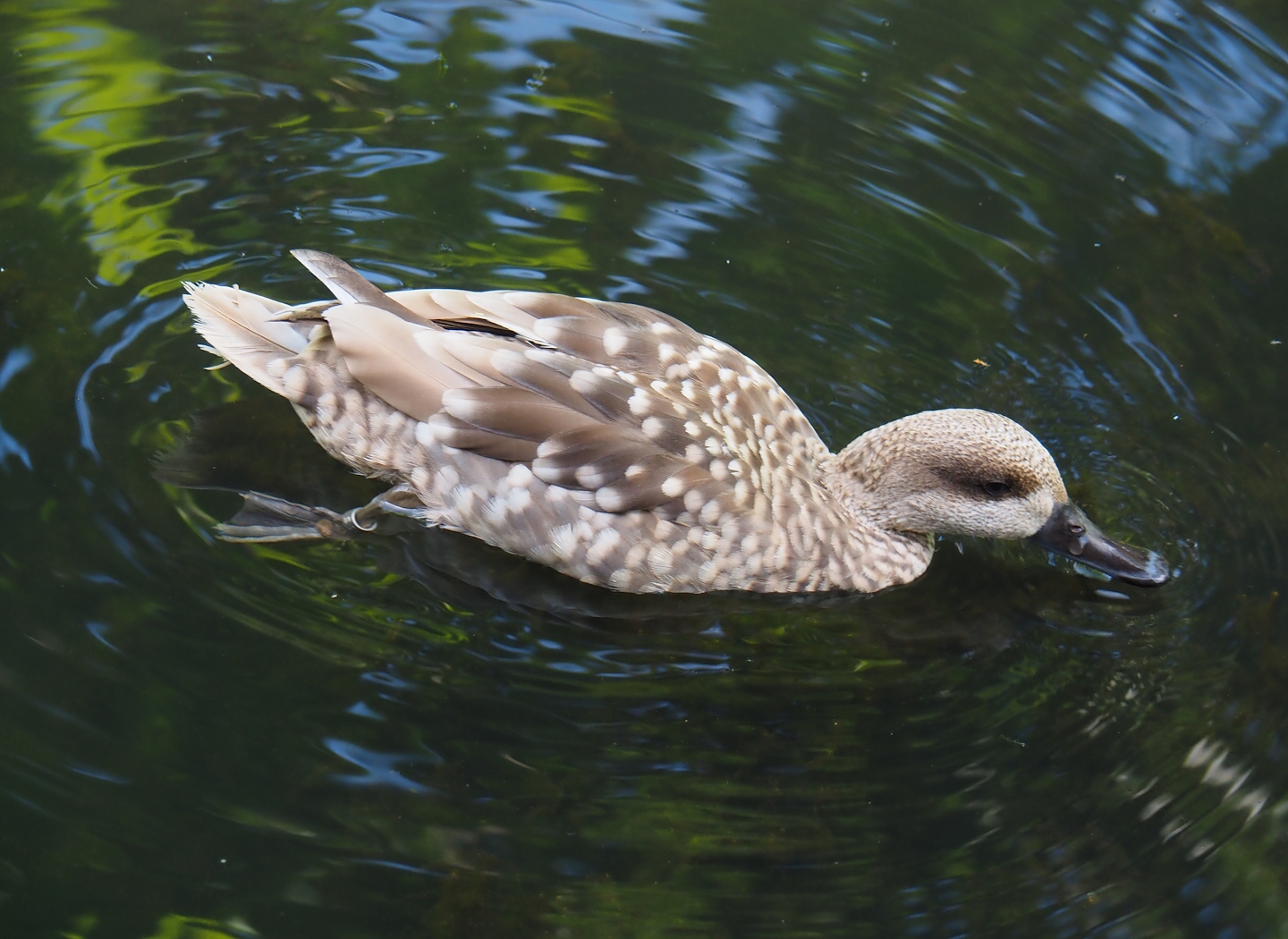 Marbled teal (Marmaronetta angustirostris), 2024-06-30