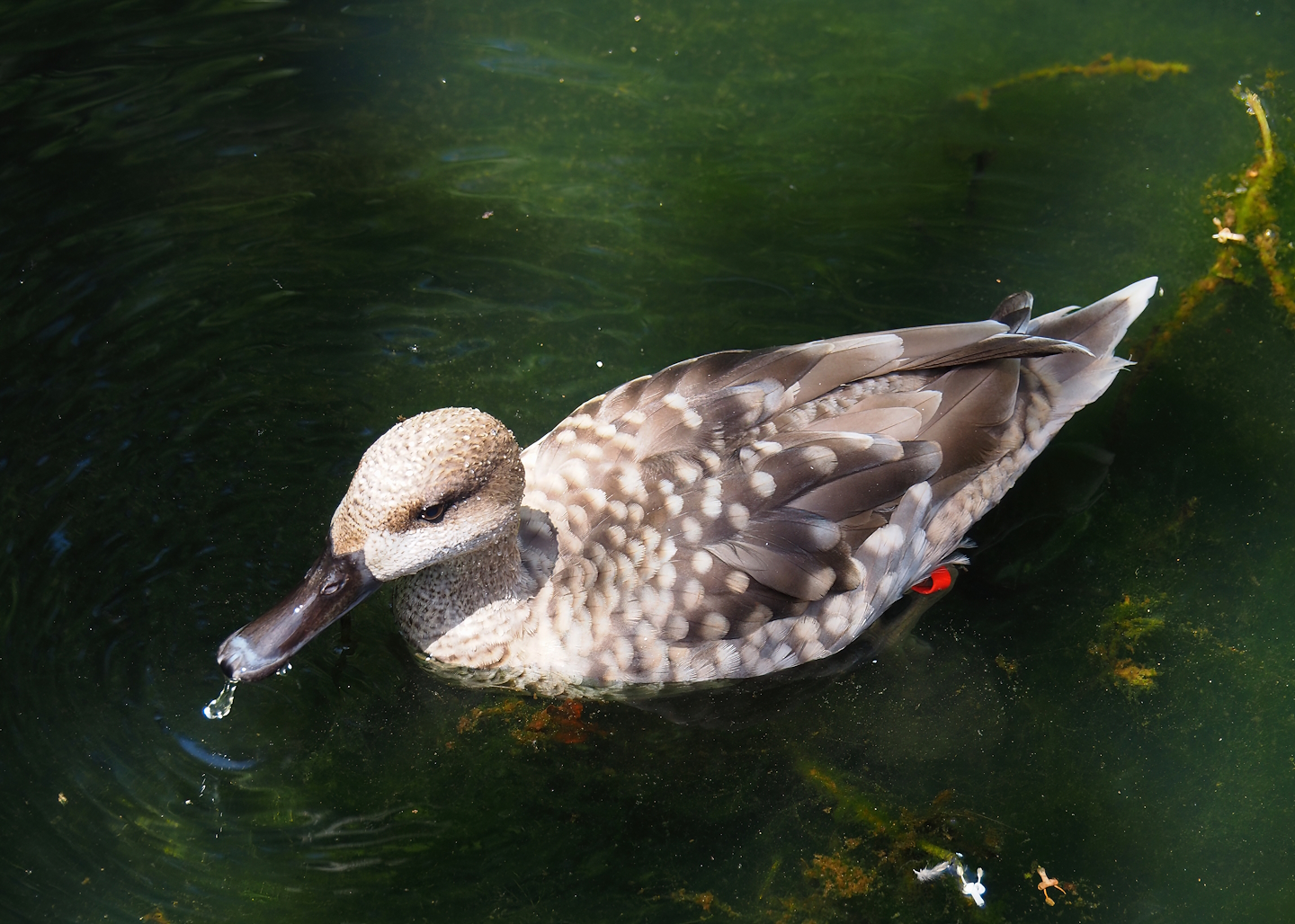 Marbled teal (Marmaronetta angustirostris), 2024-06-30