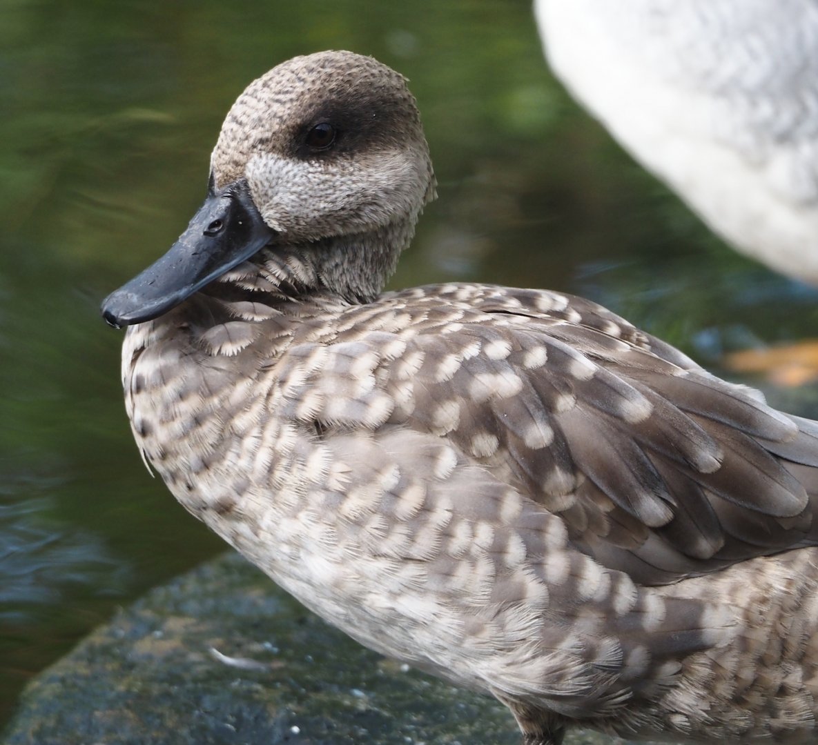 Marbled teal (Marmaronetta angustirostris), 2024-08-21