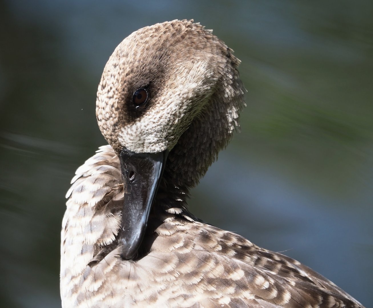 Marbled teal (Marmaronetta angustirostris), 2024-08-21
