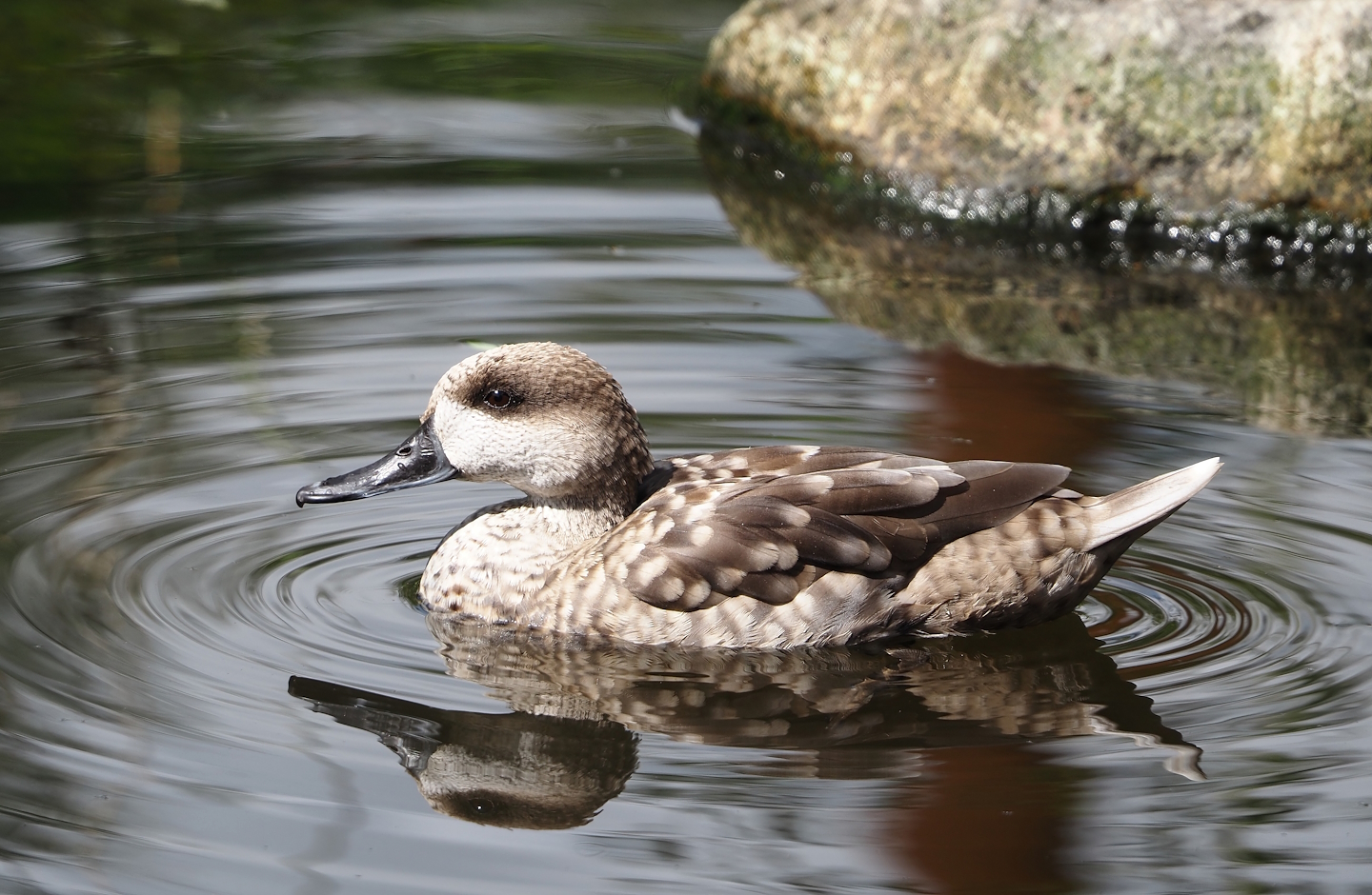 Marbled teal (Marmaronetta angustirostris), 2024-08-21