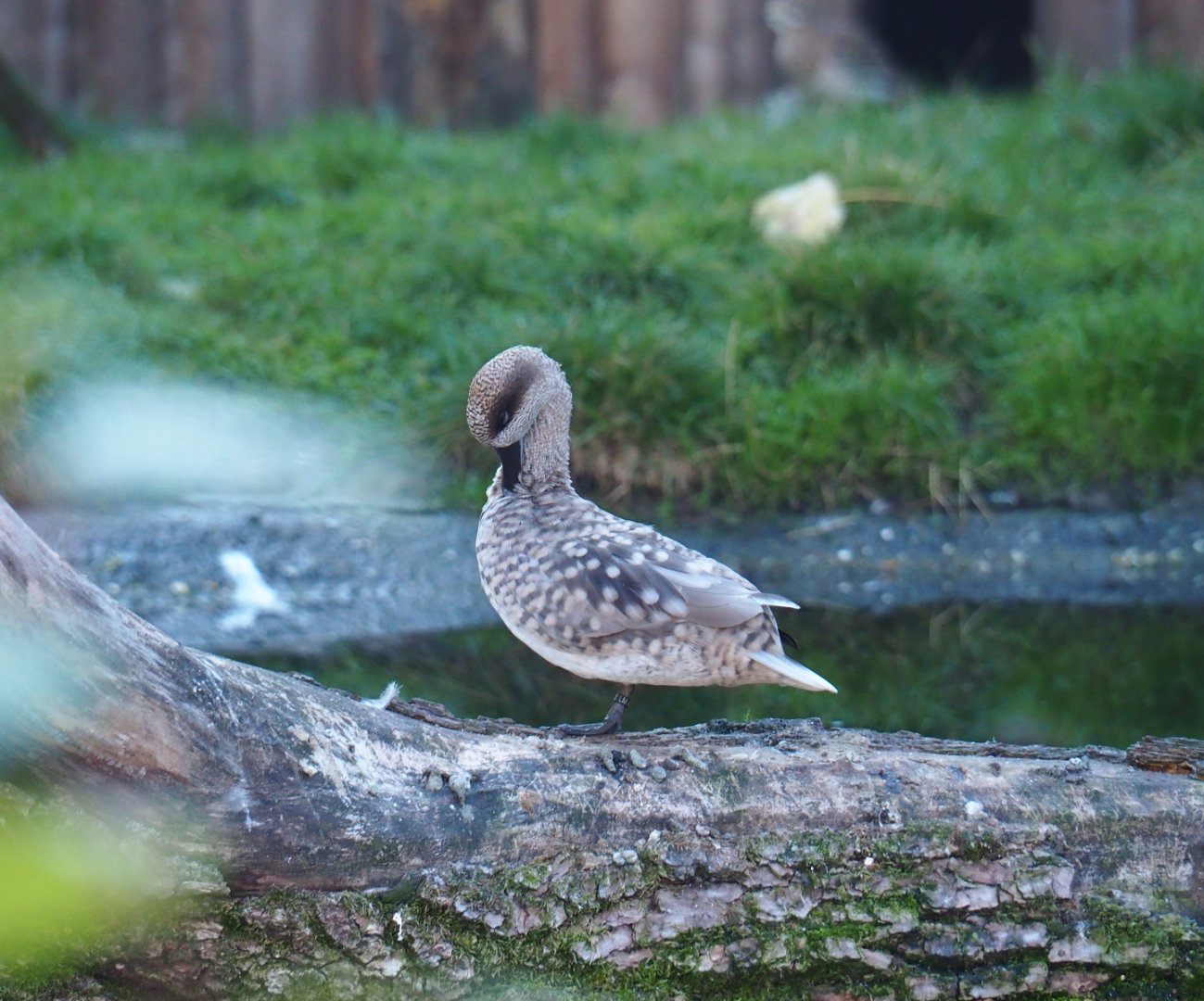 Marbled teal (Marmaronetta angustirostris), Oct 13th, 2018