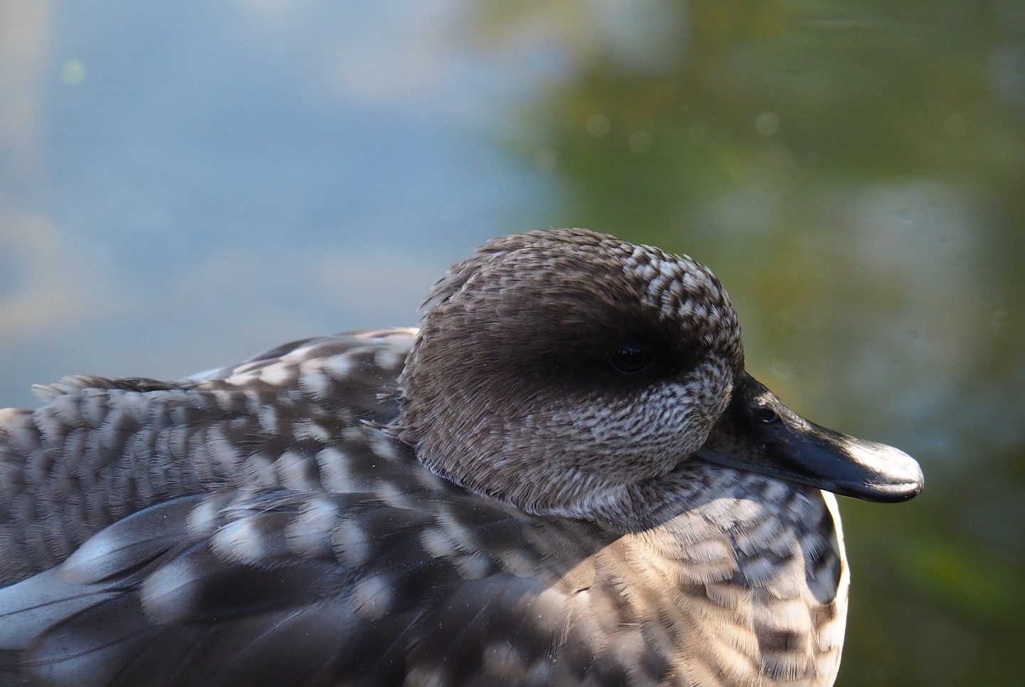Marbled teal (Marmaronetta angustirostris), Oct 13th, 2018
