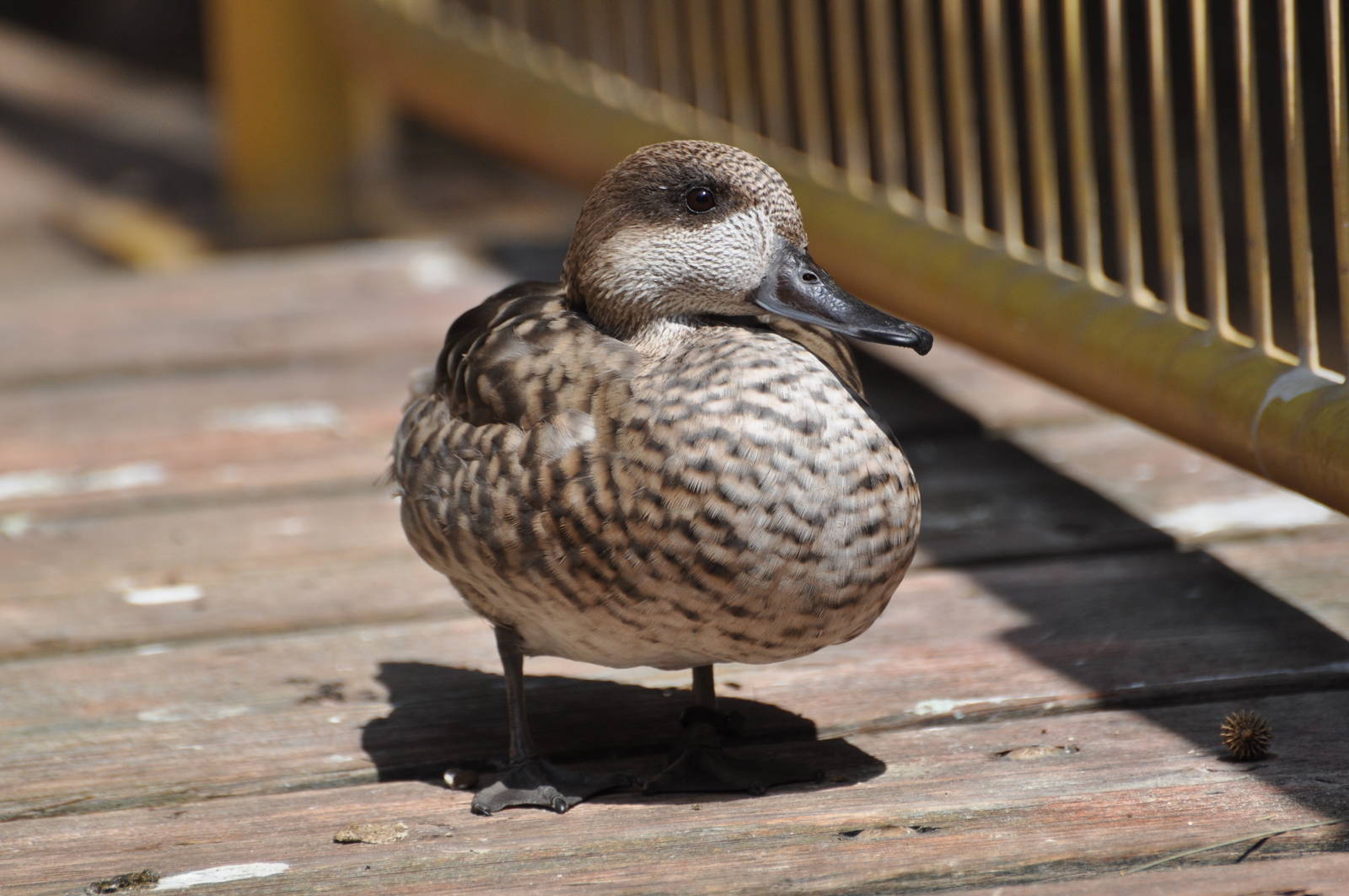 Marbled teal/ Marmaronetta angustirostris