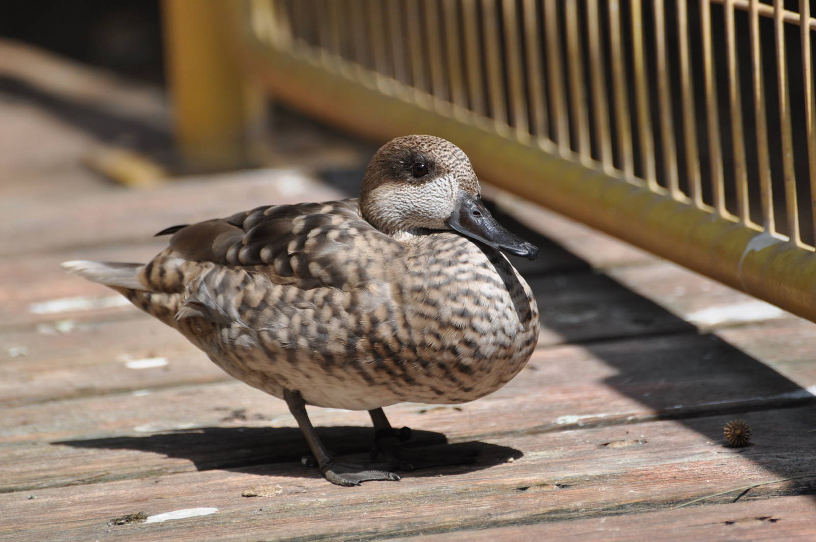 Marbled teal/ Marmaronetta angustirostris