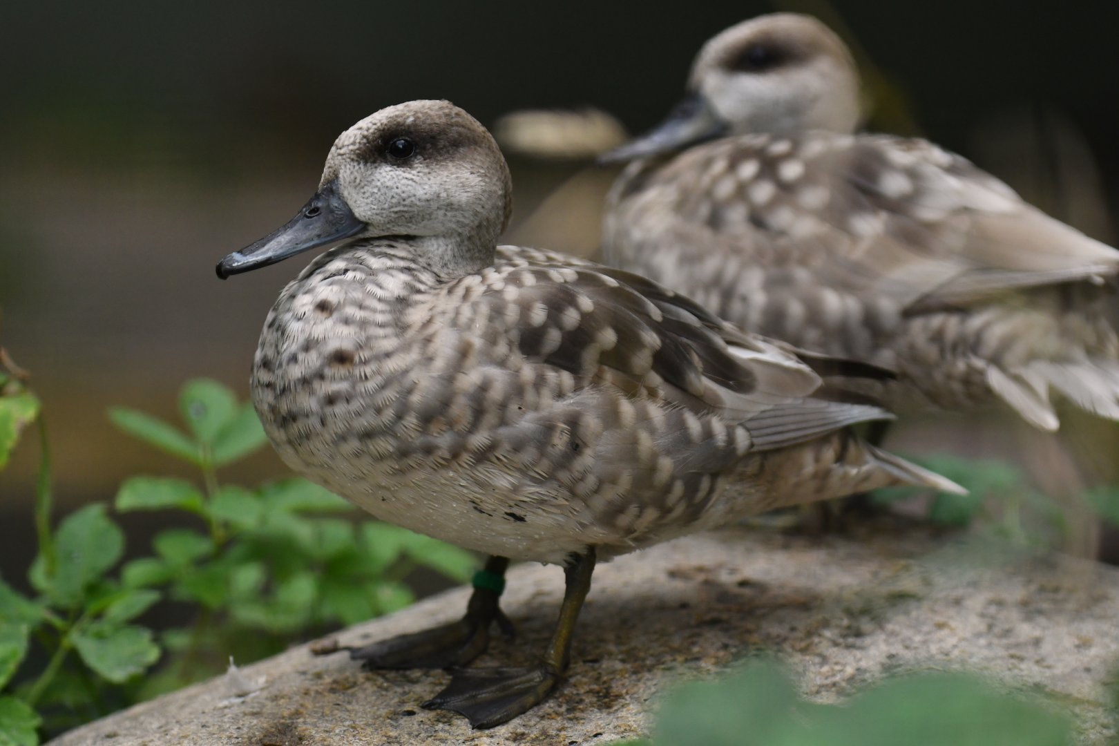 Marbled teal (Marmaronetta angustirostris)
