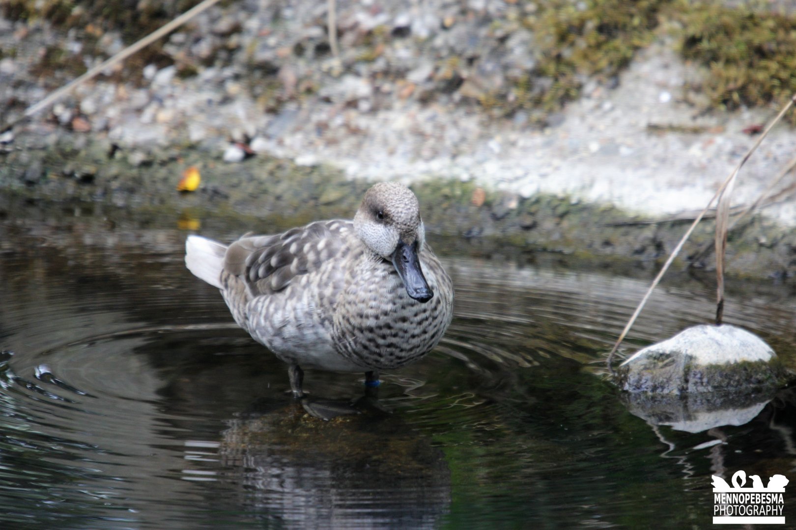 Marbled teal (Marmaronetta angustirostris)