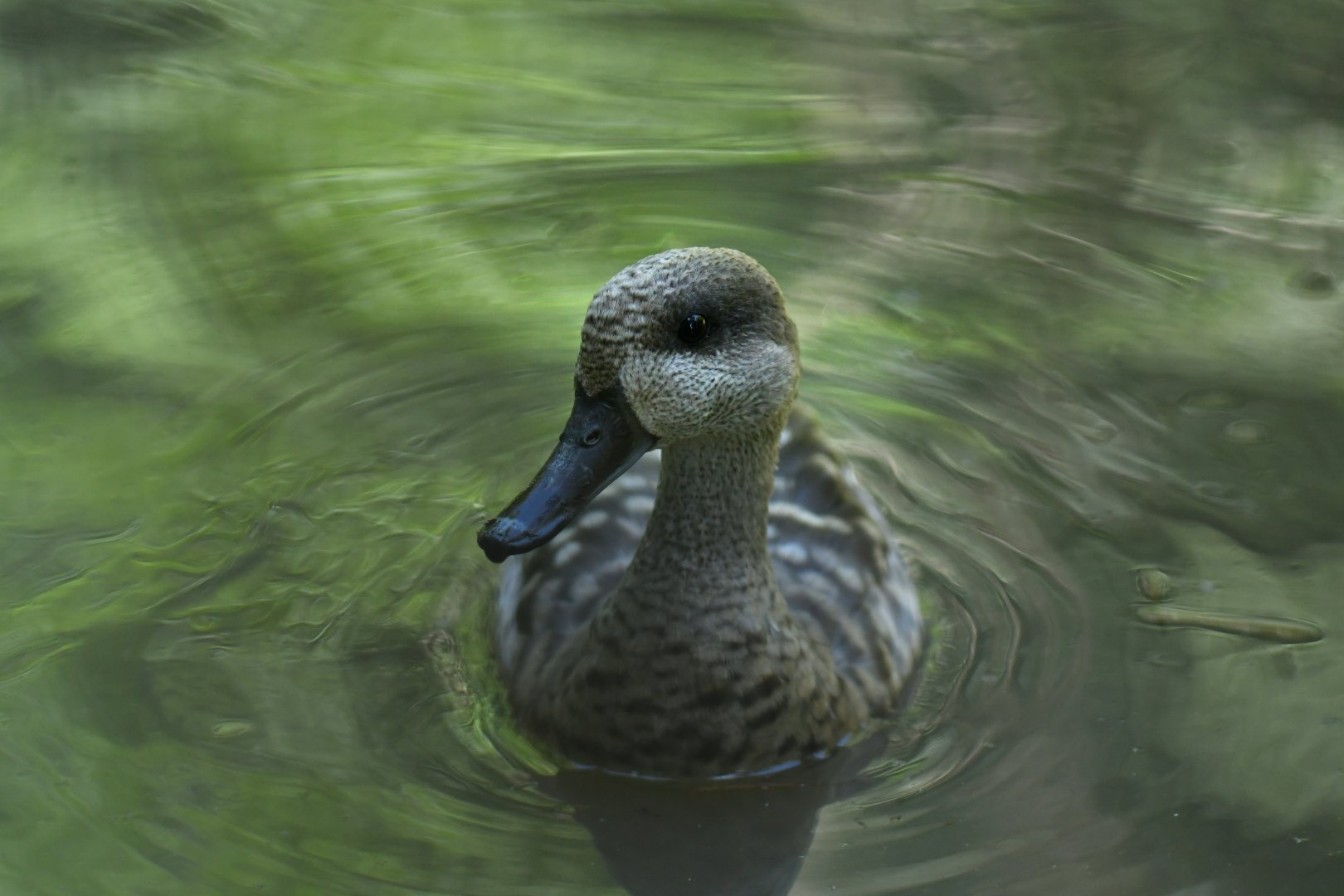 Marbled Teal Marmaronetta angustirostris