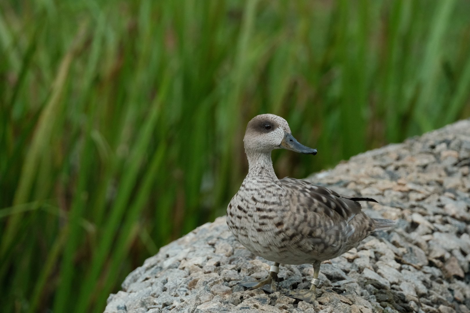 Marbled teal (Marmaronetta angustirostris)