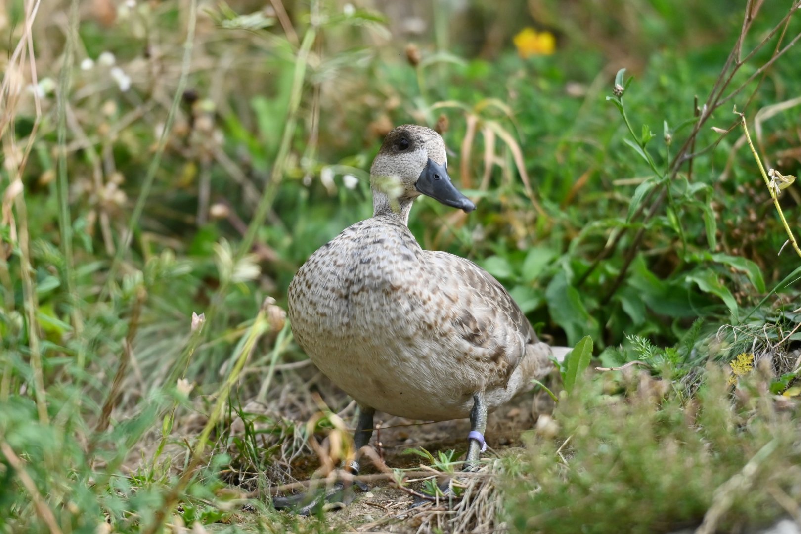 Marbled teal Marmaronetta angustirostris