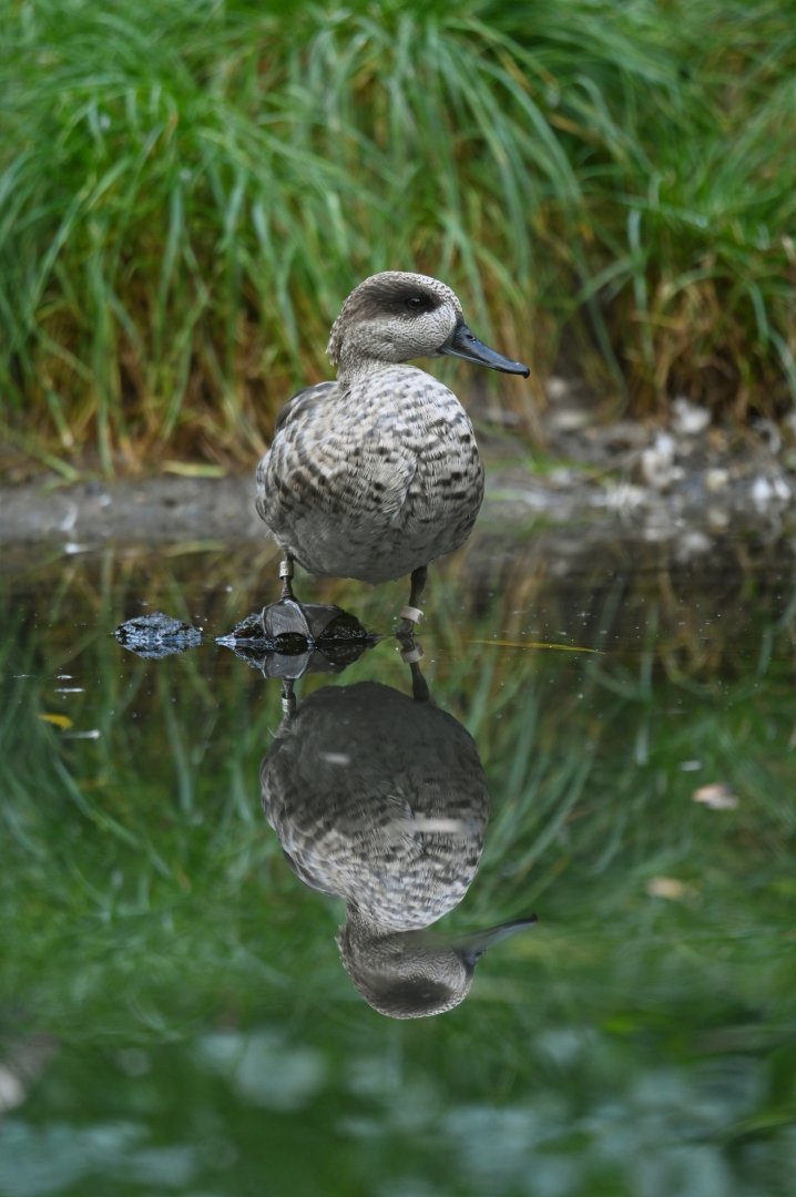 Marbled teal Marmaronetta angustirotiis