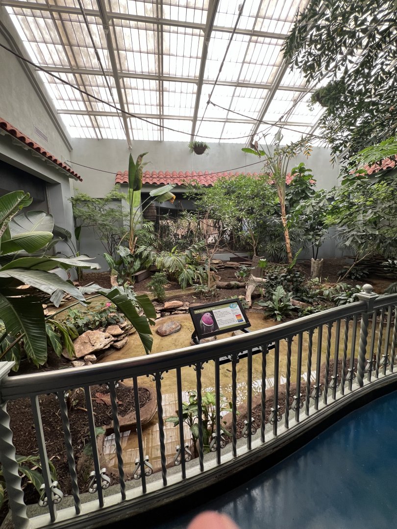 Marbled Teal/Pink-Headed Fruit Dove Exhibit