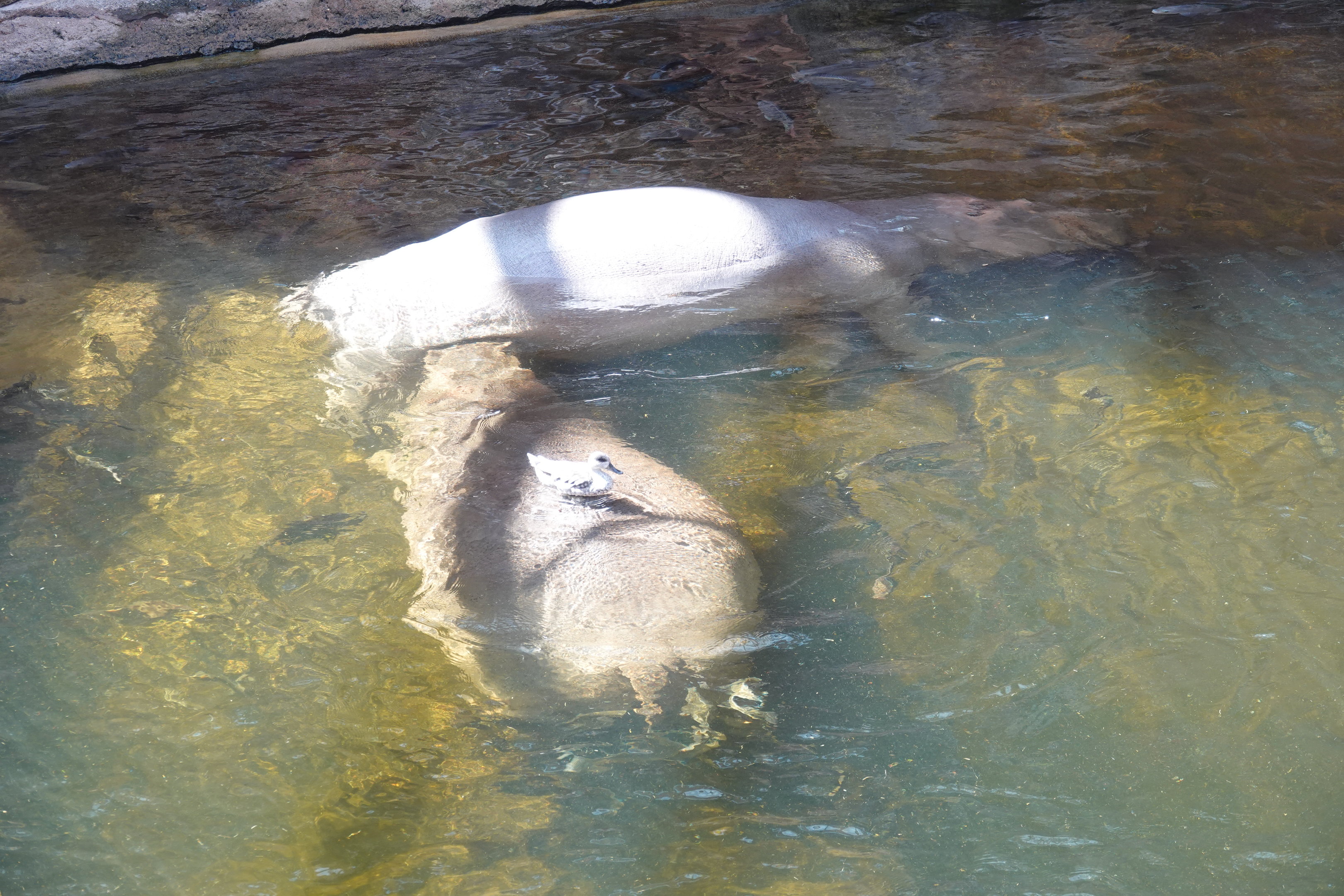 Marbled teal scratching the hippos back