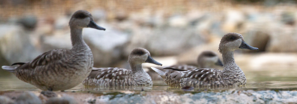 Marbled teal : Whipsnade : 22 Sep 2019