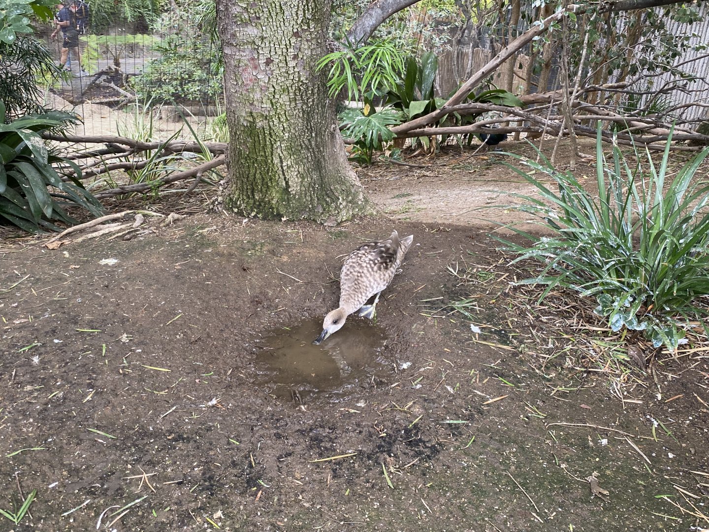 Marbled Teal - Wings of the World