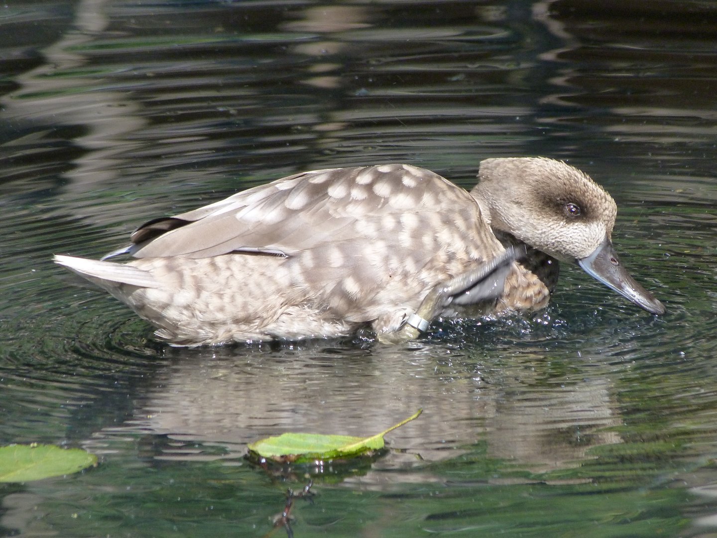 Marbled teal -Zoo Praha (2025)