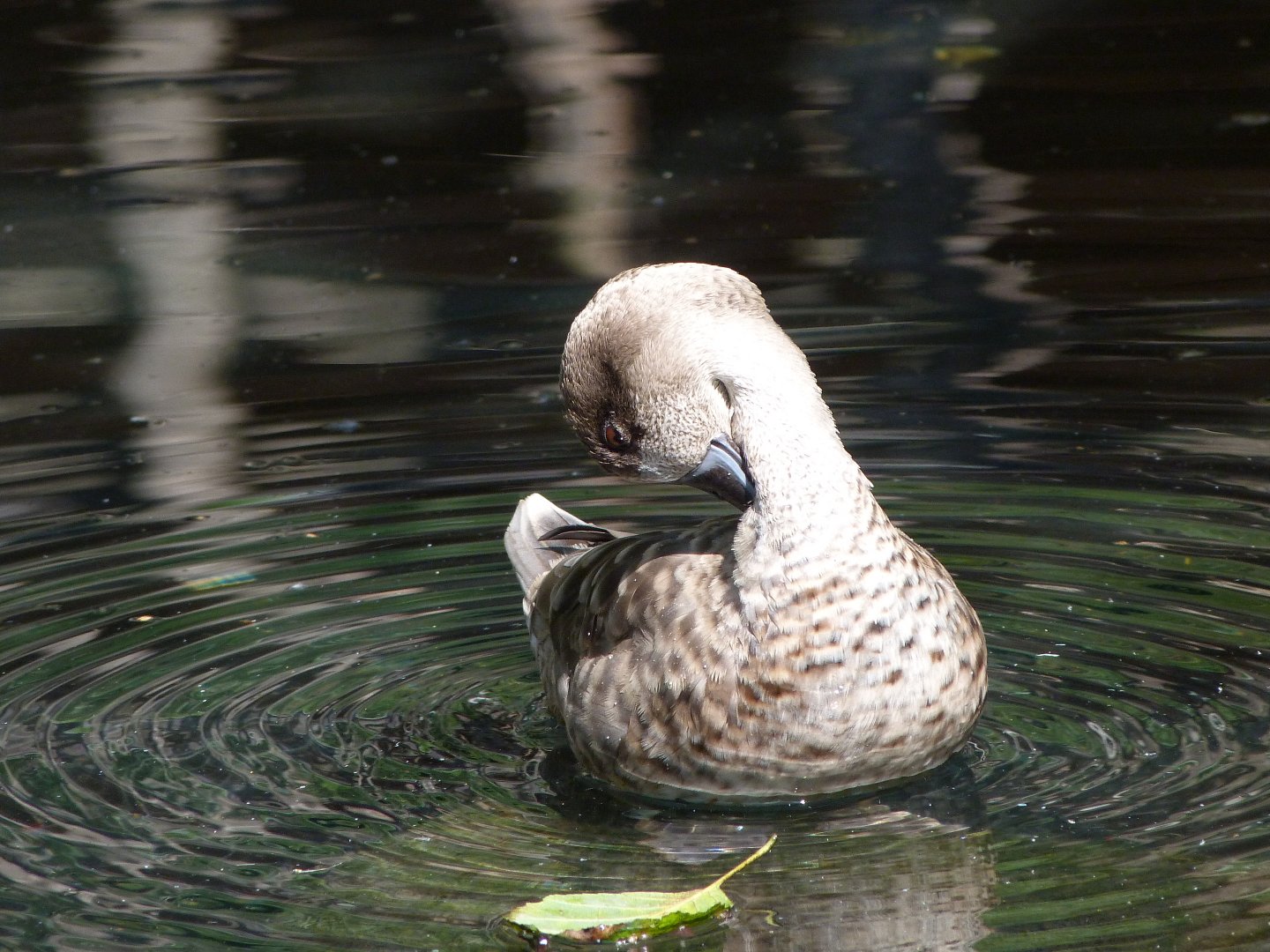 Marbled teal -Zoo Praha (2025)