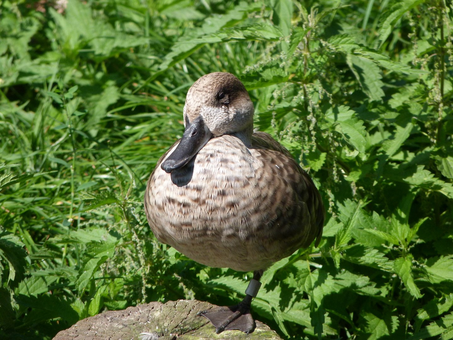 Marbled teal -Zoo Praha (2025)