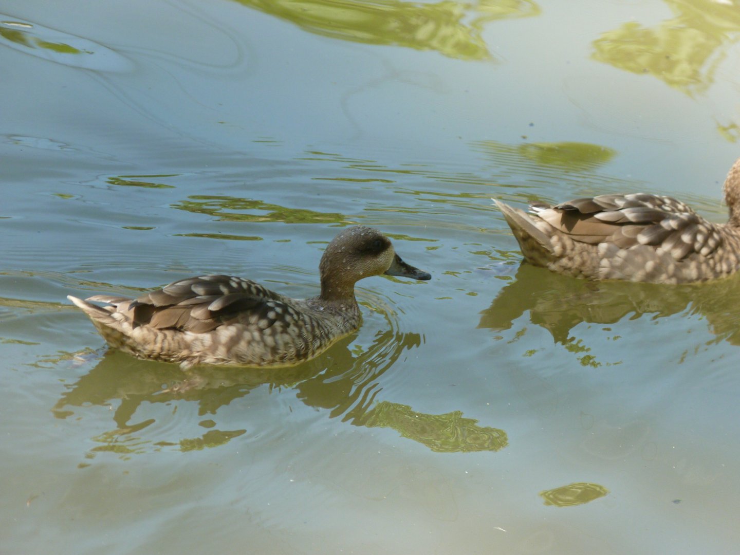 Marbled teal
